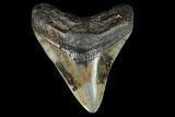 Fossil Megalodon Tooth - North Carolina #129968-1